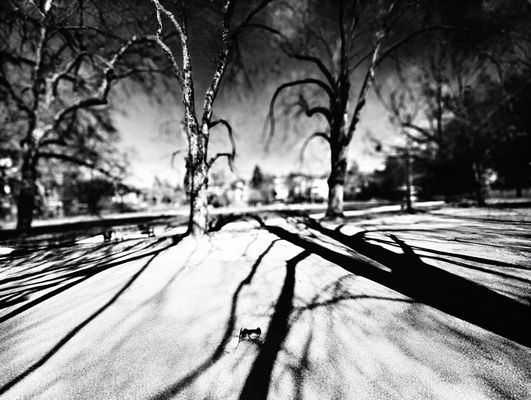 ....Baumschatten....