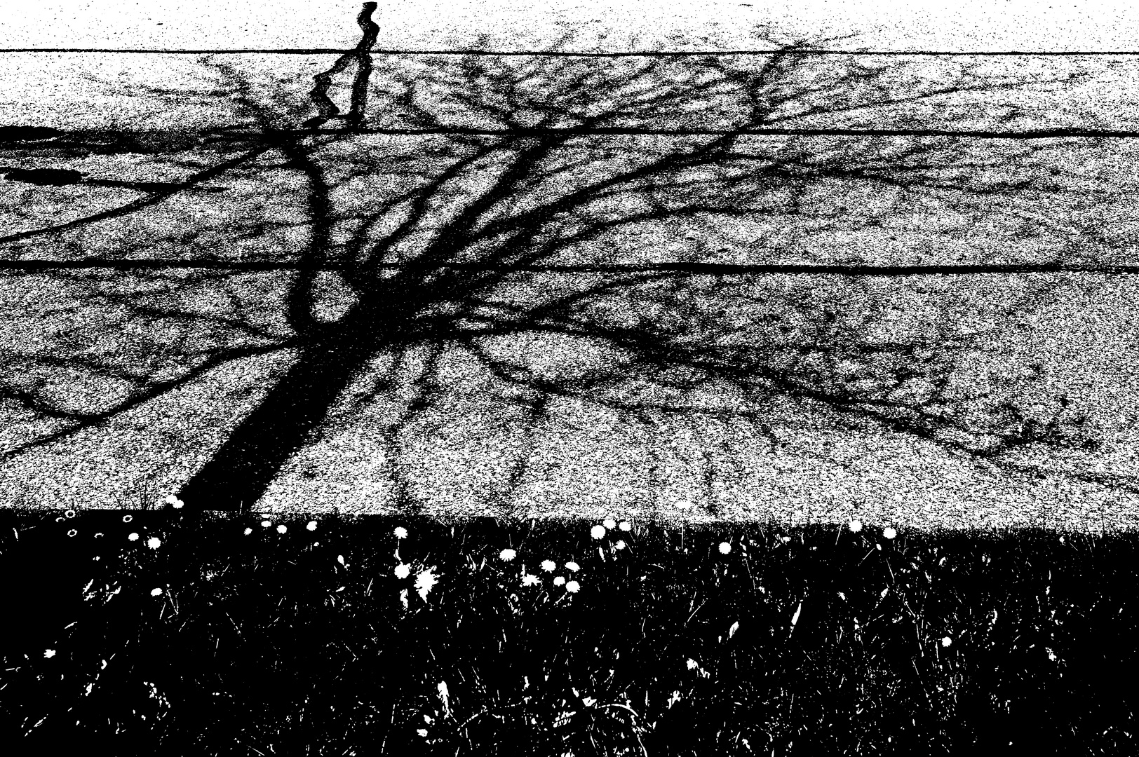 BaumSchatten