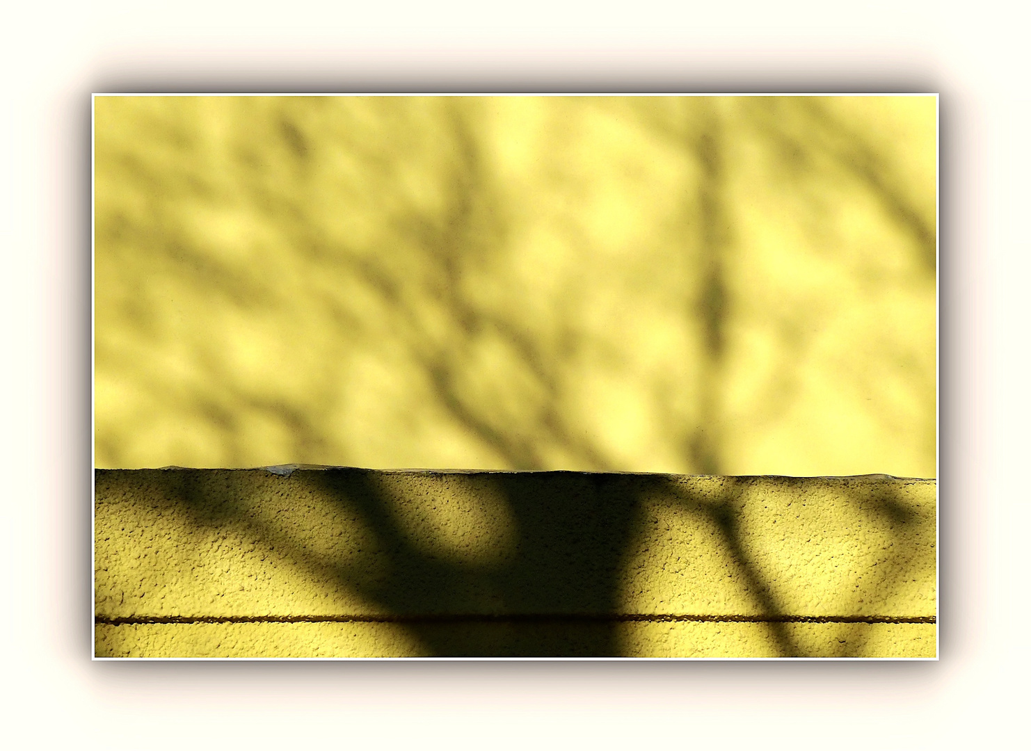 Baumschatten