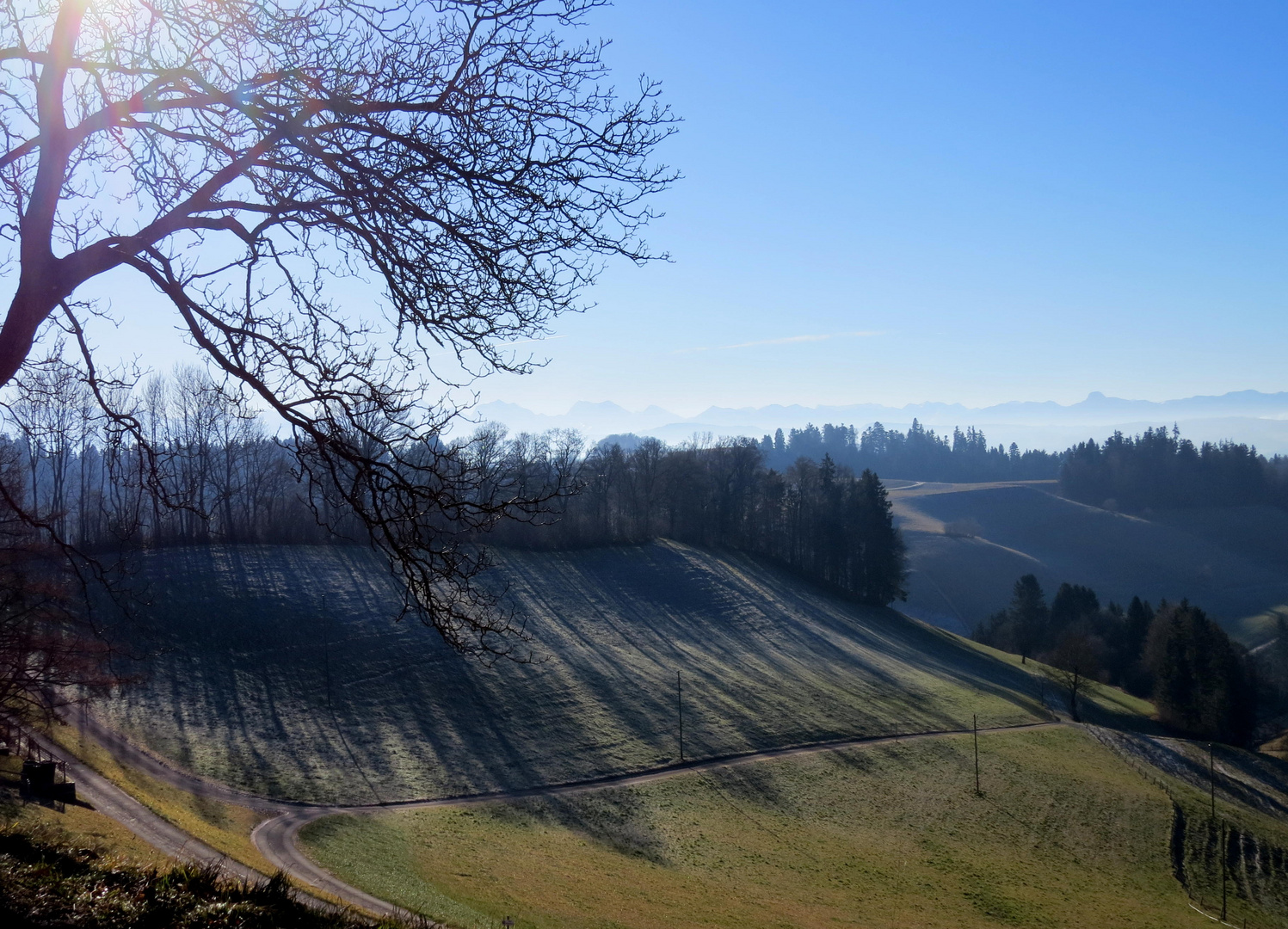 Baumschatten