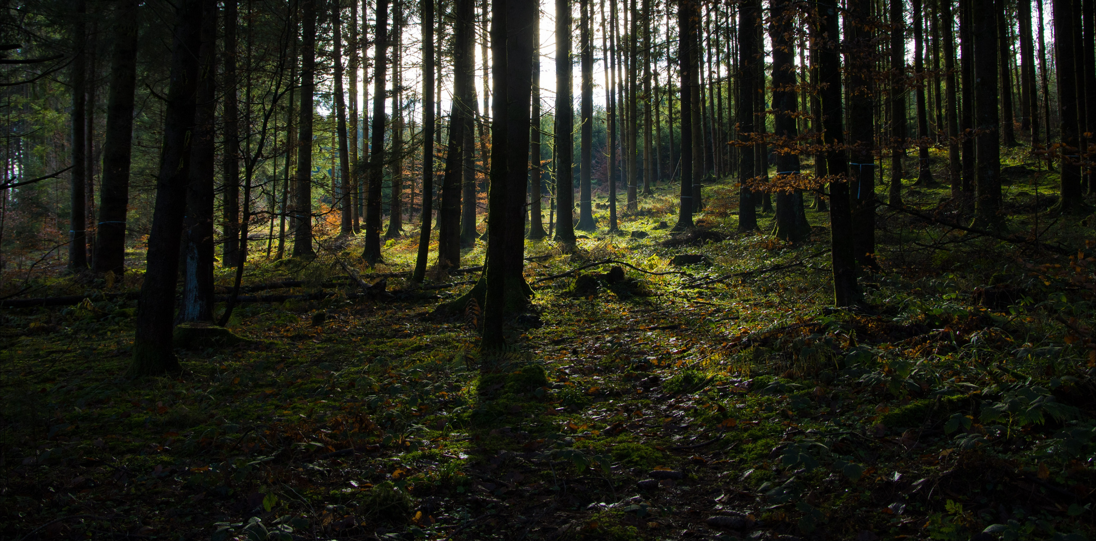 Baumschatten. 