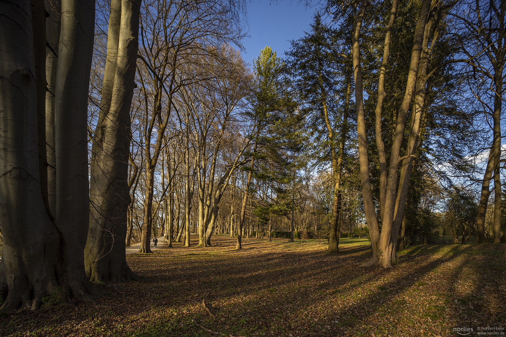 Baumschatten