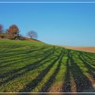 Baumschatten.