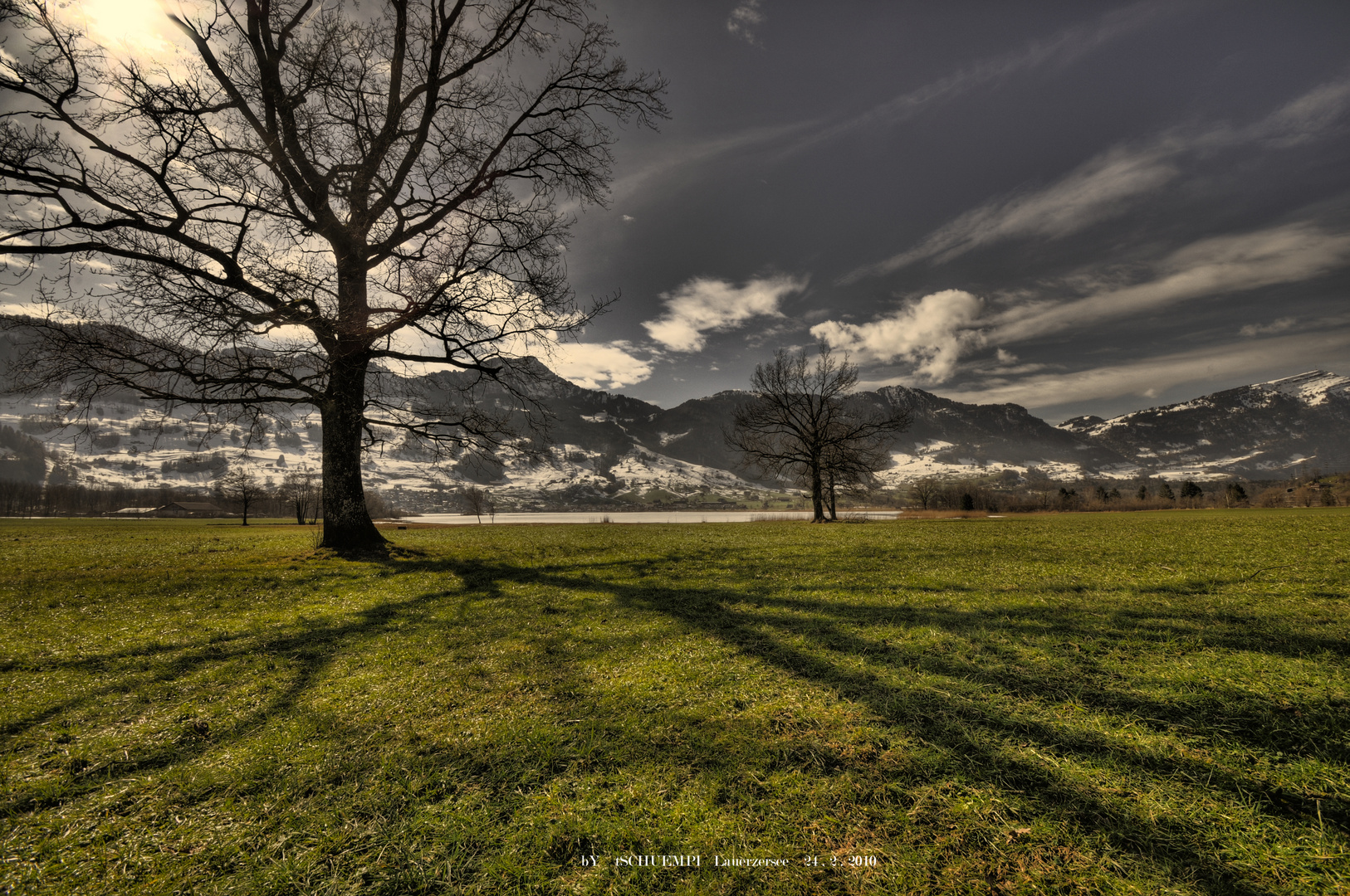 Baumschatten am Lauerzersee