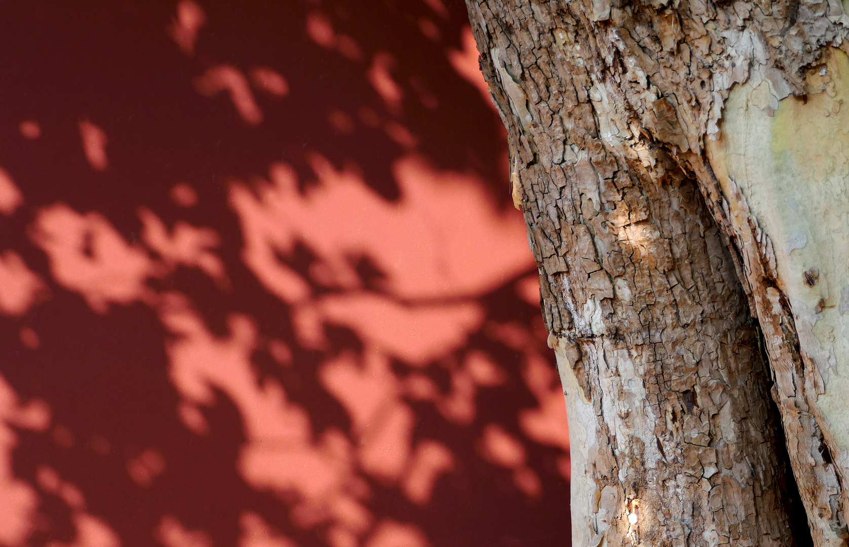 Baumschatten auf rot