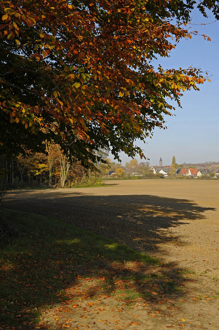 Baumschatten im Herbst