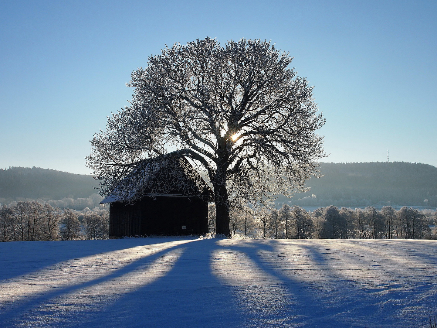 Baumschatten im Schnee