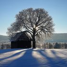 Baumschatten im Schnee