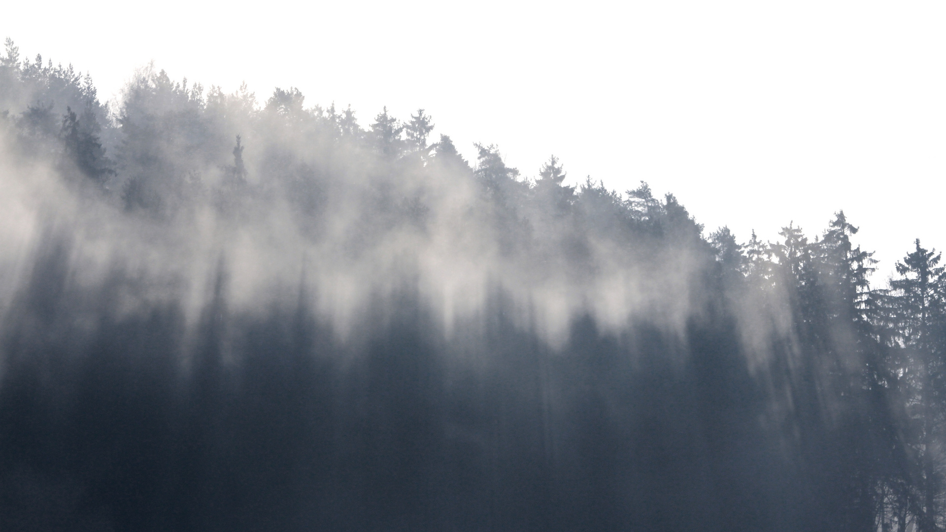 Baumschatten im Winternebel