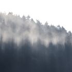 Baumschatten im Winternebel