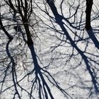 Baumschatten- Schattenbäume