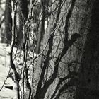 Baumschatten - Schattenbaum