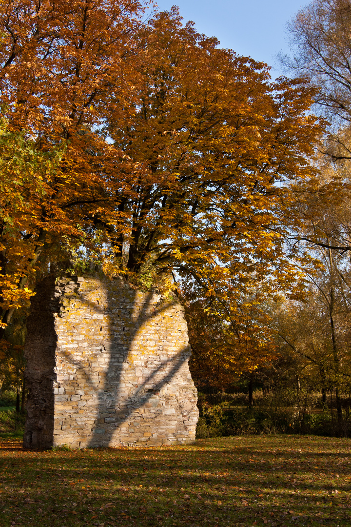 Baumschatten...Schattenbaum