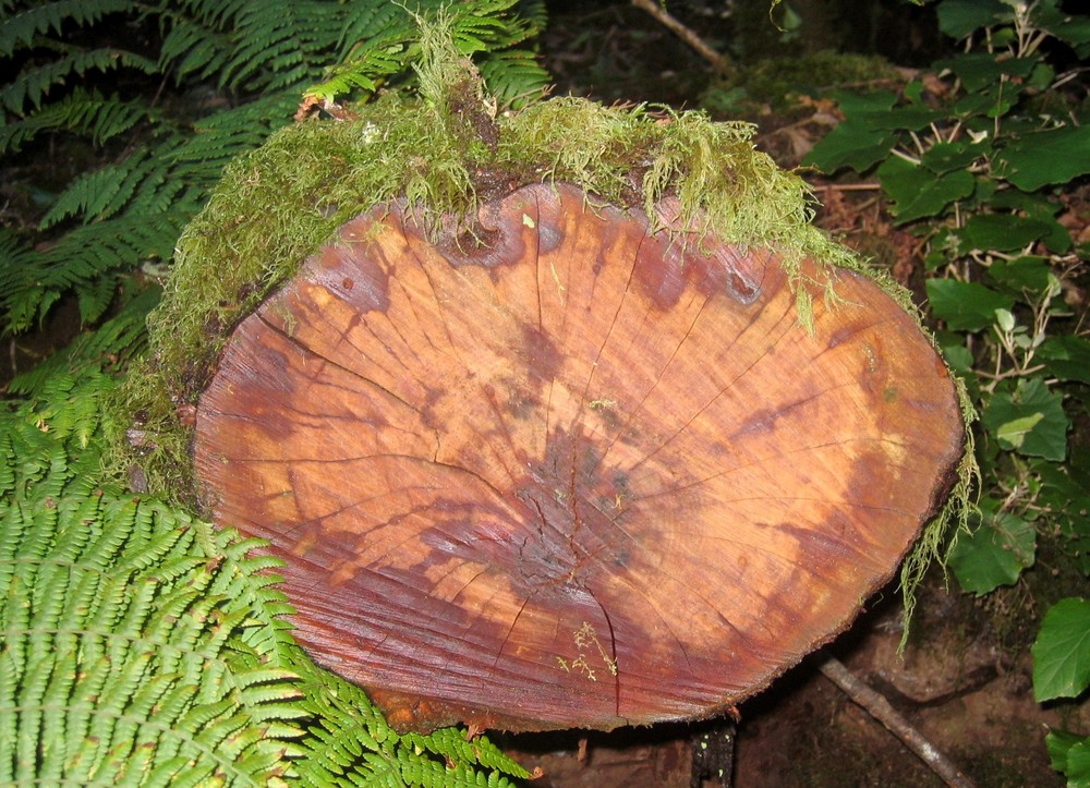 Baumscheibe aus dem Lrobeerwald