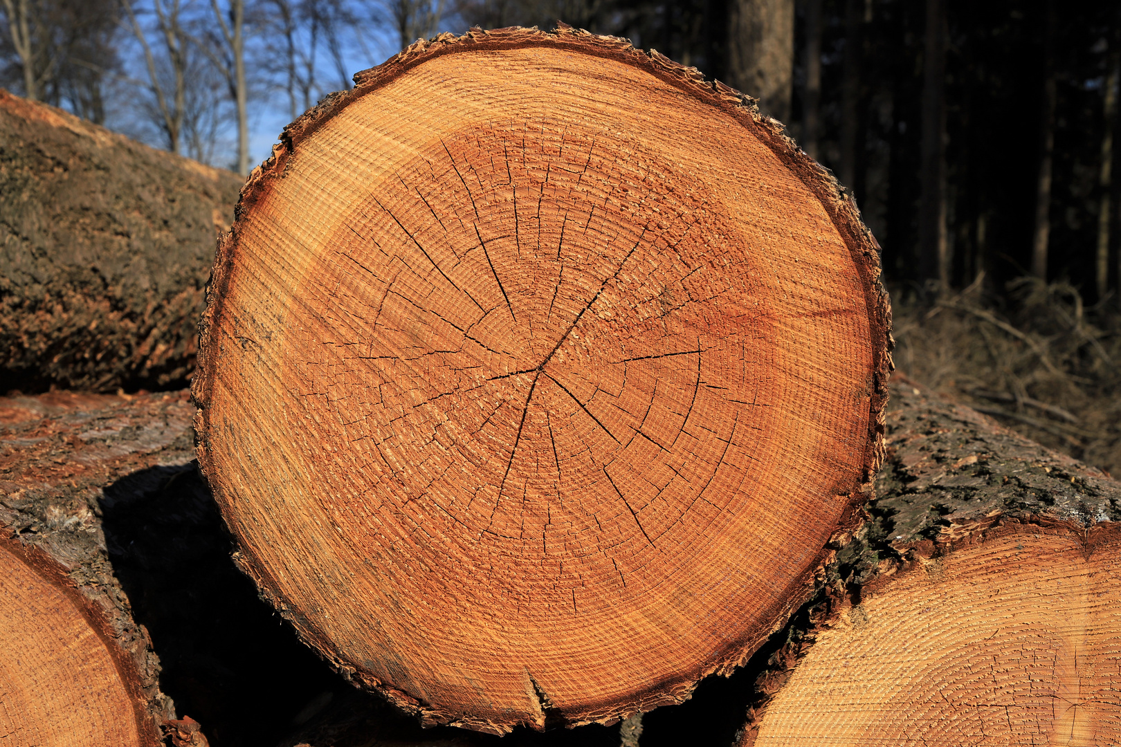 Baumscheibe Mit Jahresringen Foto Bild Wald Baume Natur Bilder Auf Fotocommunity