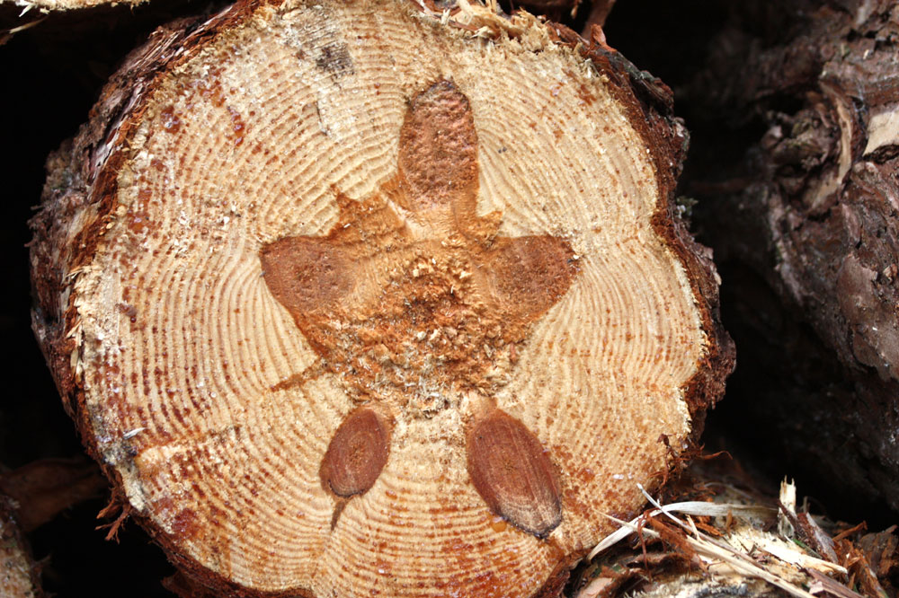 Baumscheiben - dickes Pflaumenmännlein