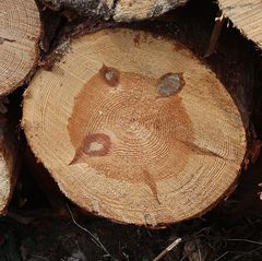 Baumscheiben - kleiner Kopf, dicke  Arme und dünne Beine ?