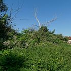 Baumschicksal am Feldrand: erst überwuchert, dann erstickt und abgestorben :-(