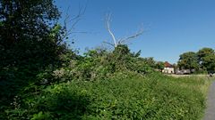 Baumschicksal am Feldrand: erst überwuchert, dann erstickt und abgestorben :-(