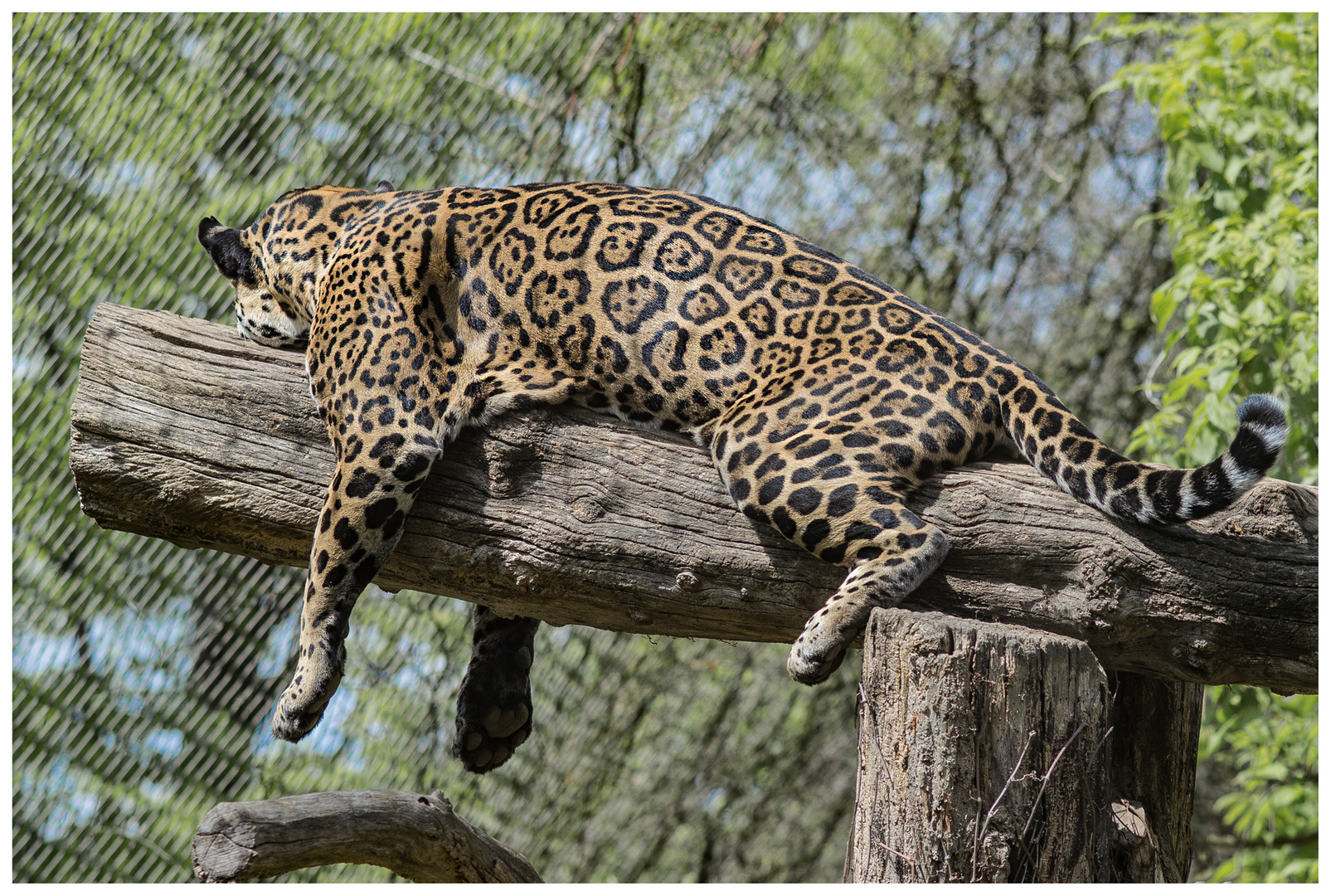 Baumschläfer Leopard 