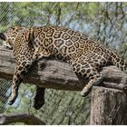 Baumschläfer Leopard 