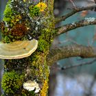  Baumschmarotzer in tollen Farben