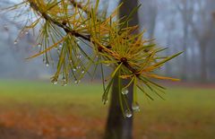 Baumschmuck