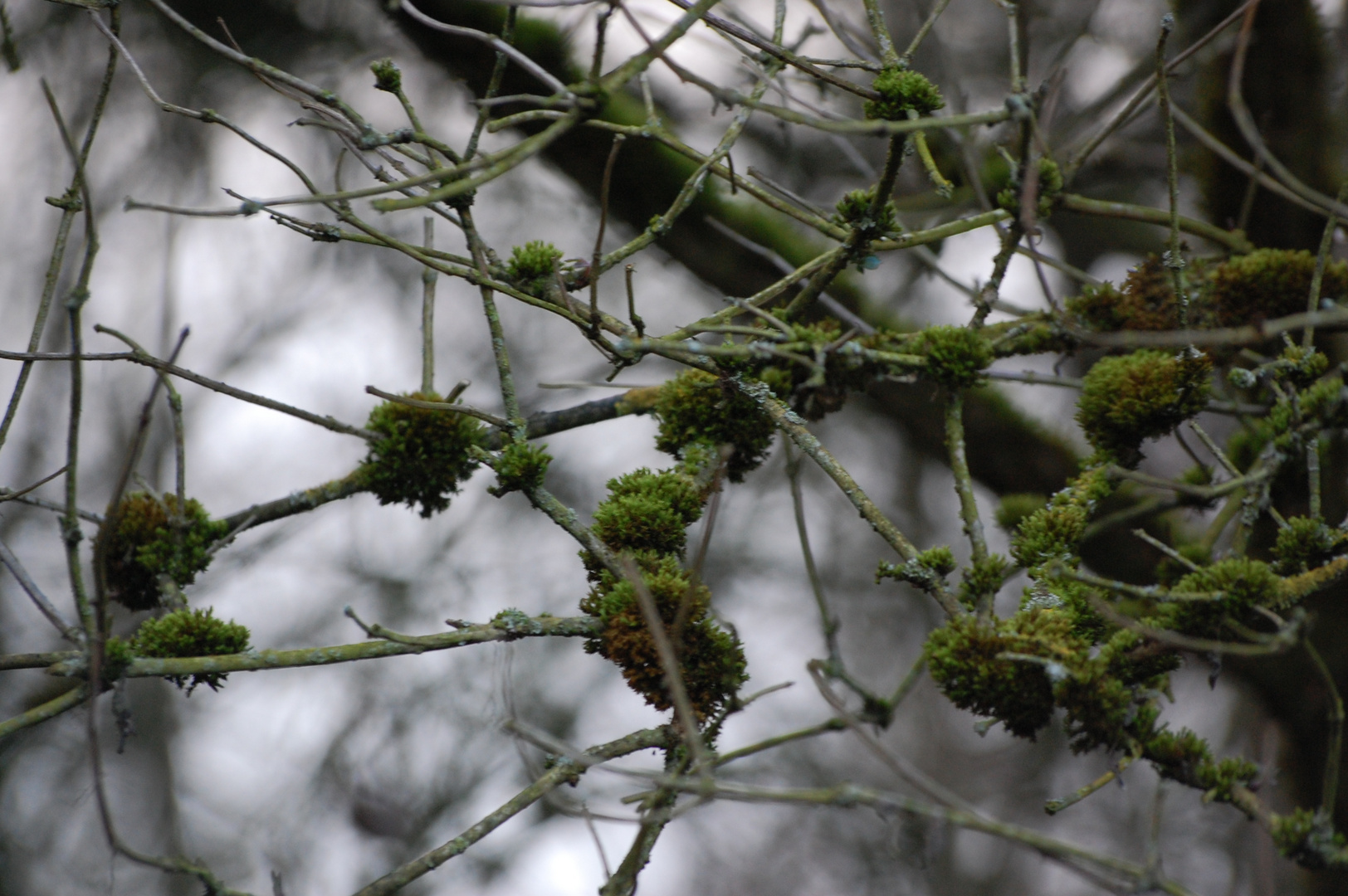 Baumschmuck