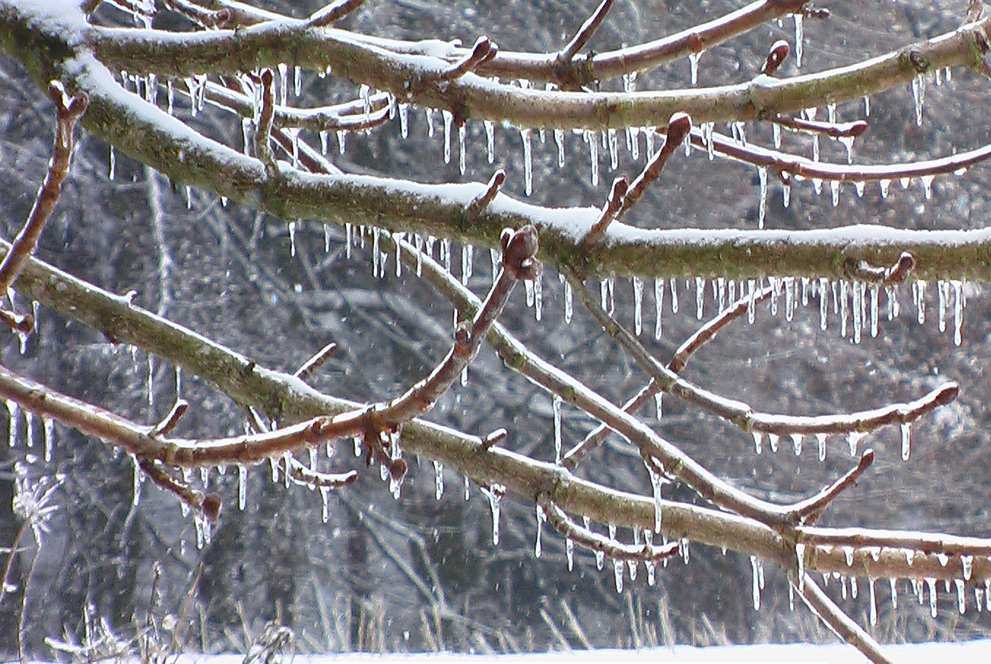 Baumschmuck