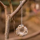 Baumschmuck den die Vögel lieben im Waldkindergarten Kupfersiefer Tal