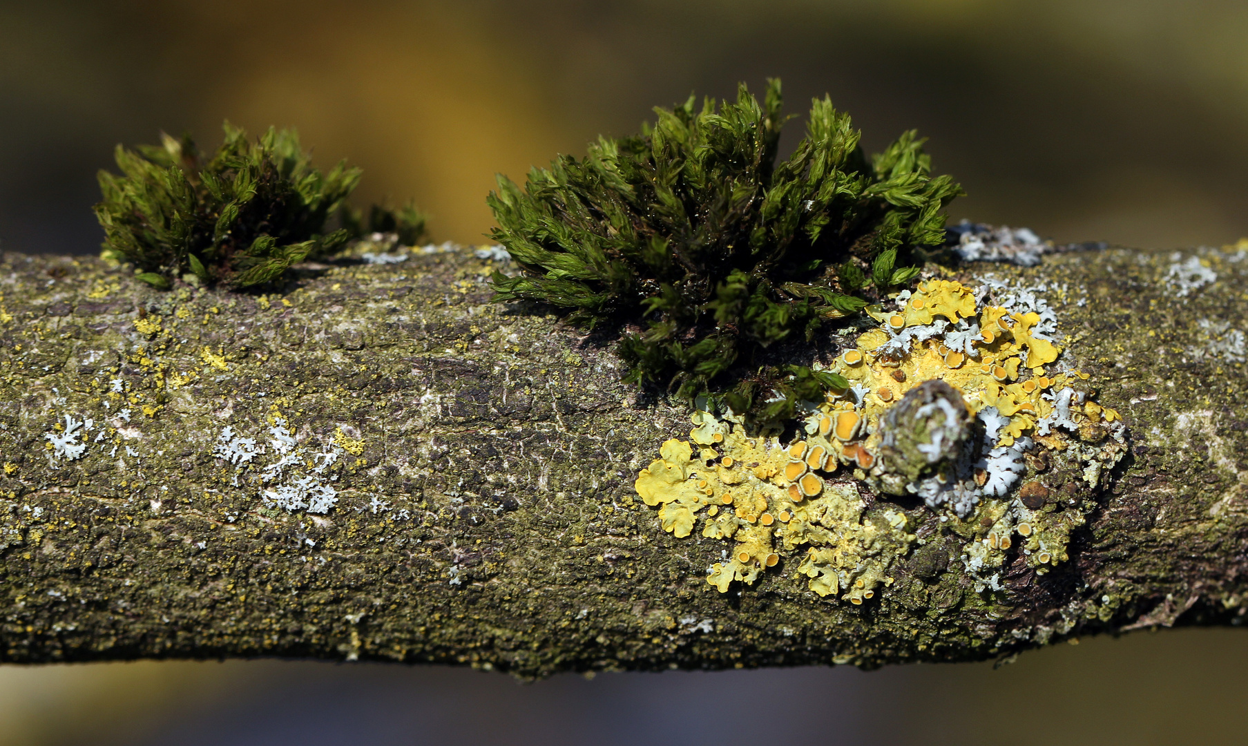 - Baumschmuck im Frühling -