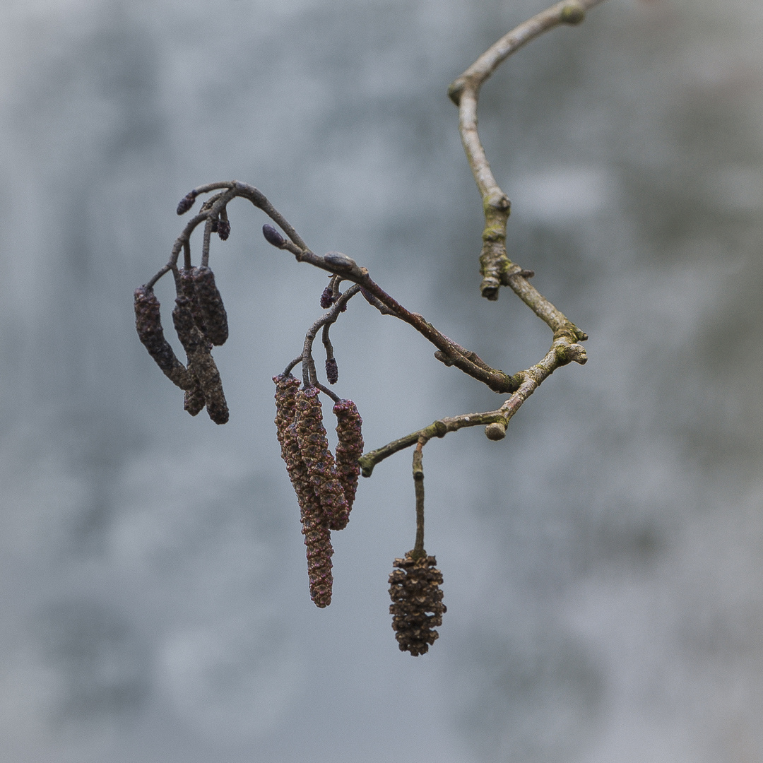 Baumschmuck im Winter…