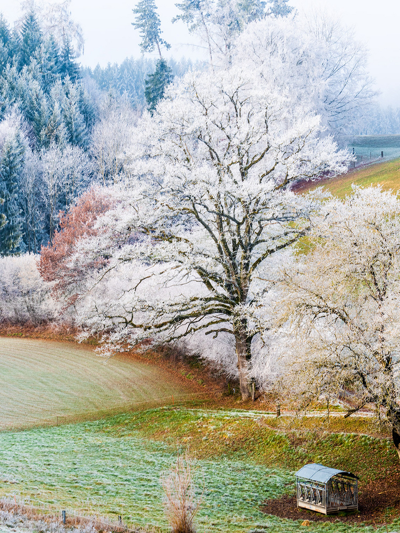 Baumschmuck Raureif