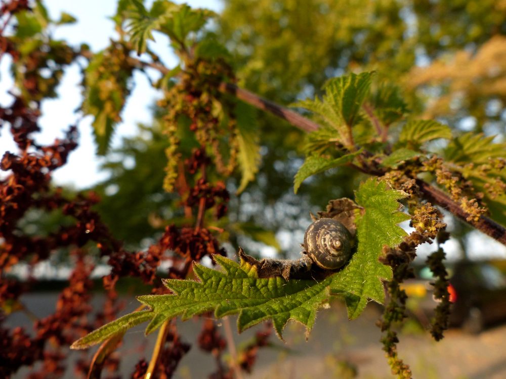 Baumschnecke