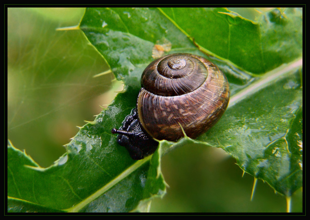 Baumschnecke