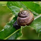 Baumschnecke