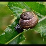 Baumschnecke