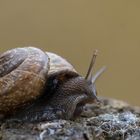 Baumschnecke (Arianta arbustorum)