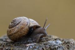 Baumschnecke (Arianta arbustorum)