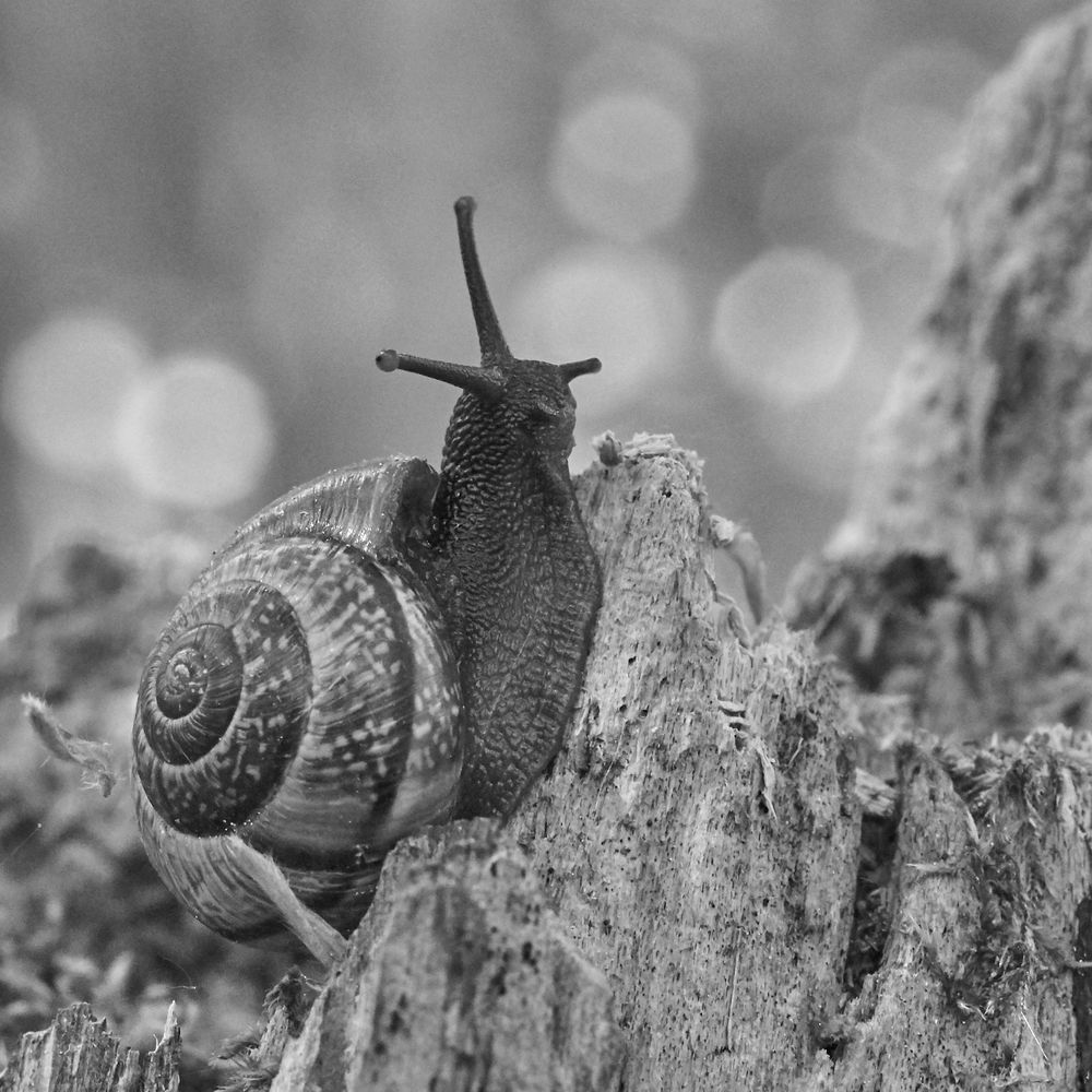 Baumschnecke in der Echinger Lohe