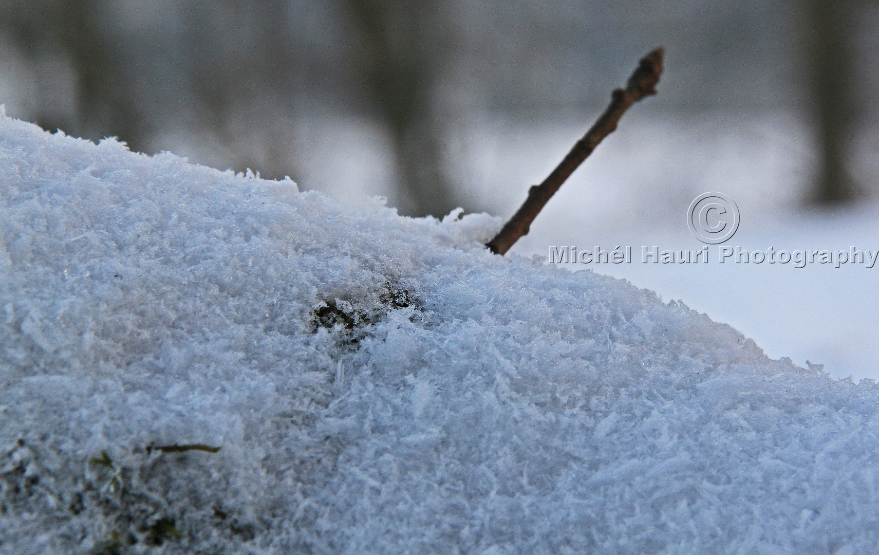 Baumschnee