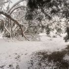 Baumschneepanorama das 1.