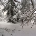 Baumschneepanorama das 2.