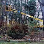 Baumschnitt im Charlottenburger Schlosspark.