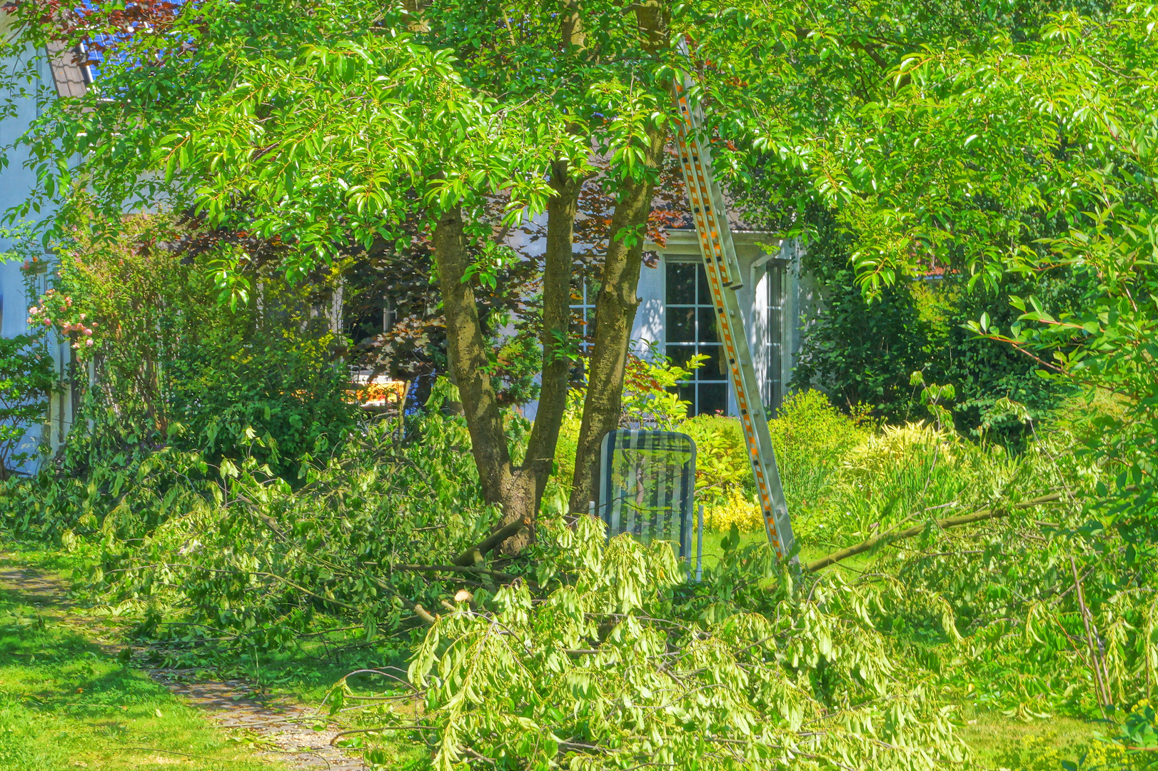 Baumschnitt im Paradies