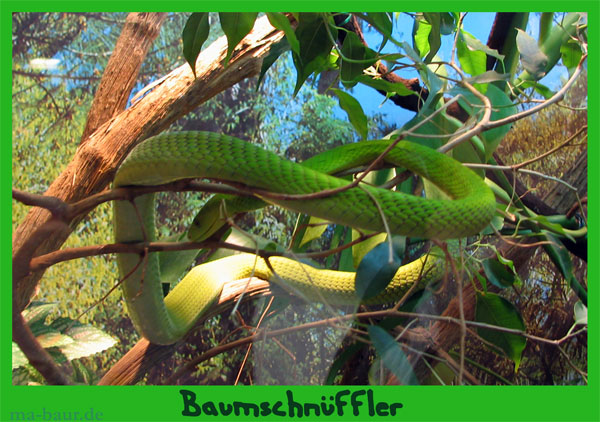 Baumschnüffler oder doch eine Mamba