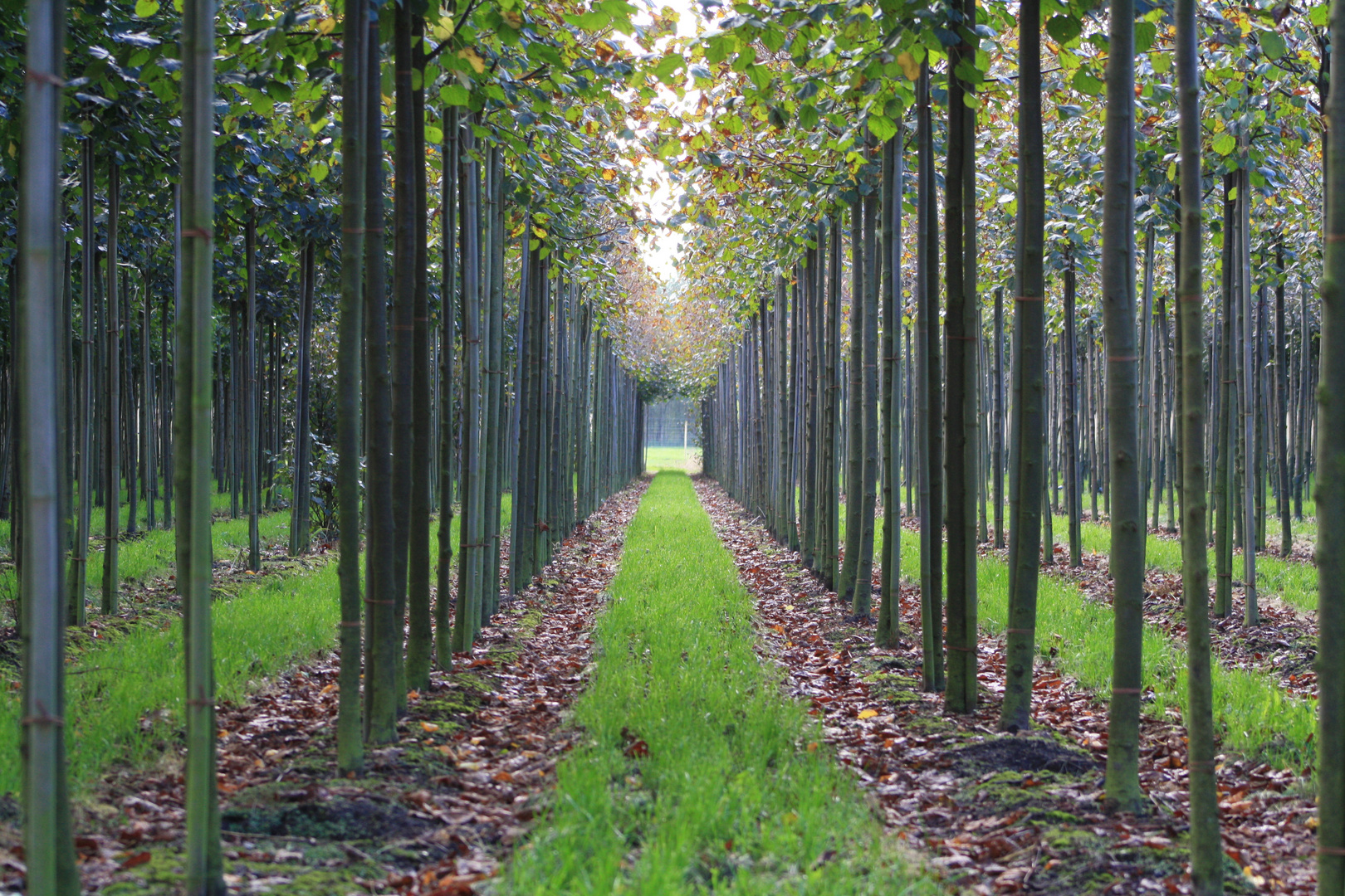 Baumschule Foto & Bild landschaft, alleen, natur Bilder auf