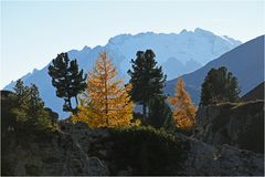 Baumschule gegen Marmolata