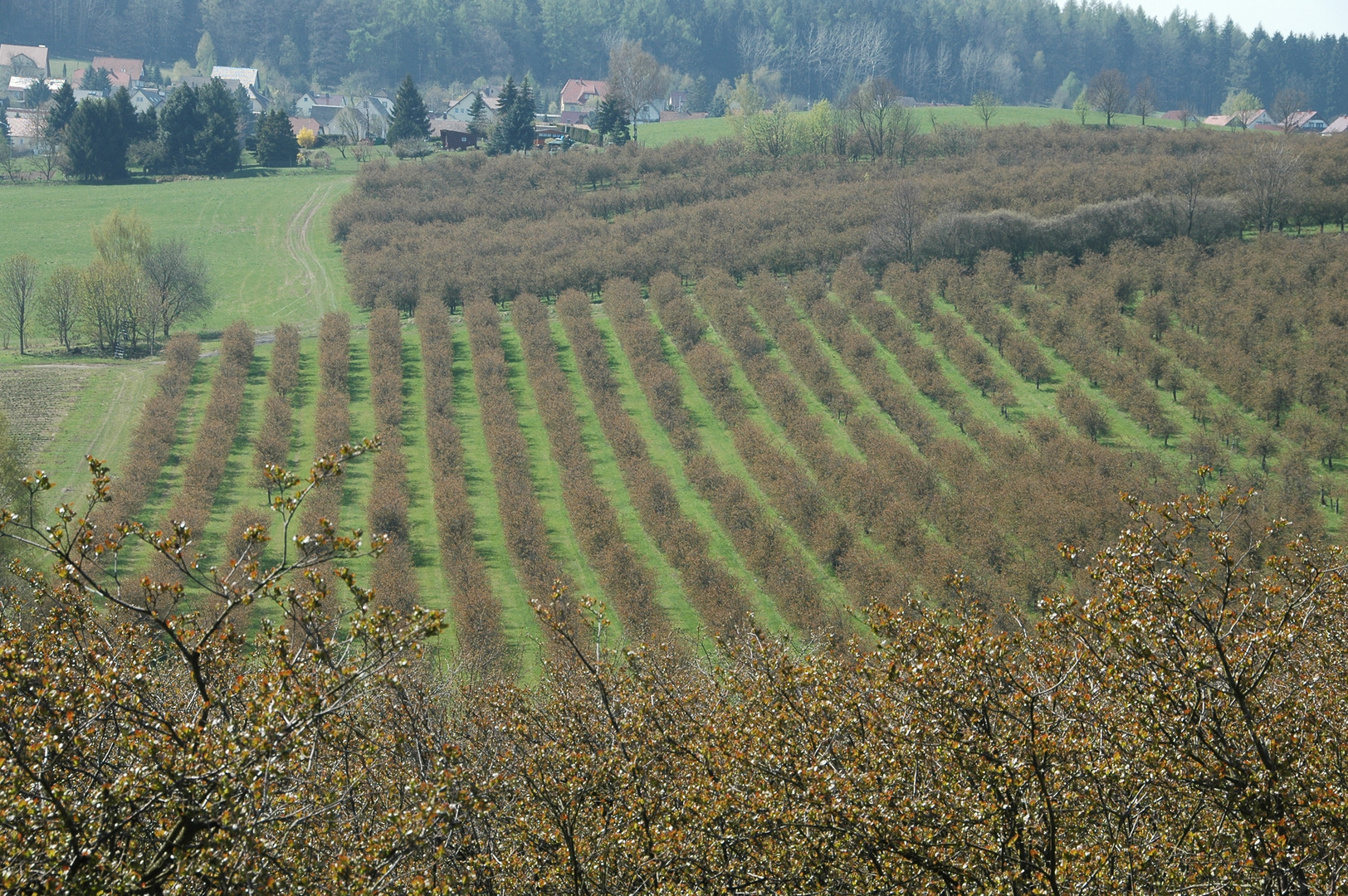 Baumschule Schirgiswalde