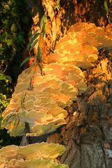 Baumschwamm in der Abendsonne